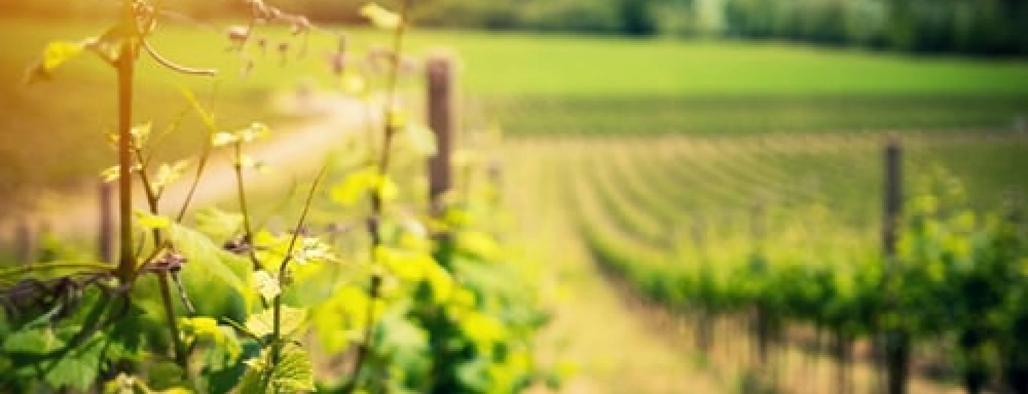 vineyard