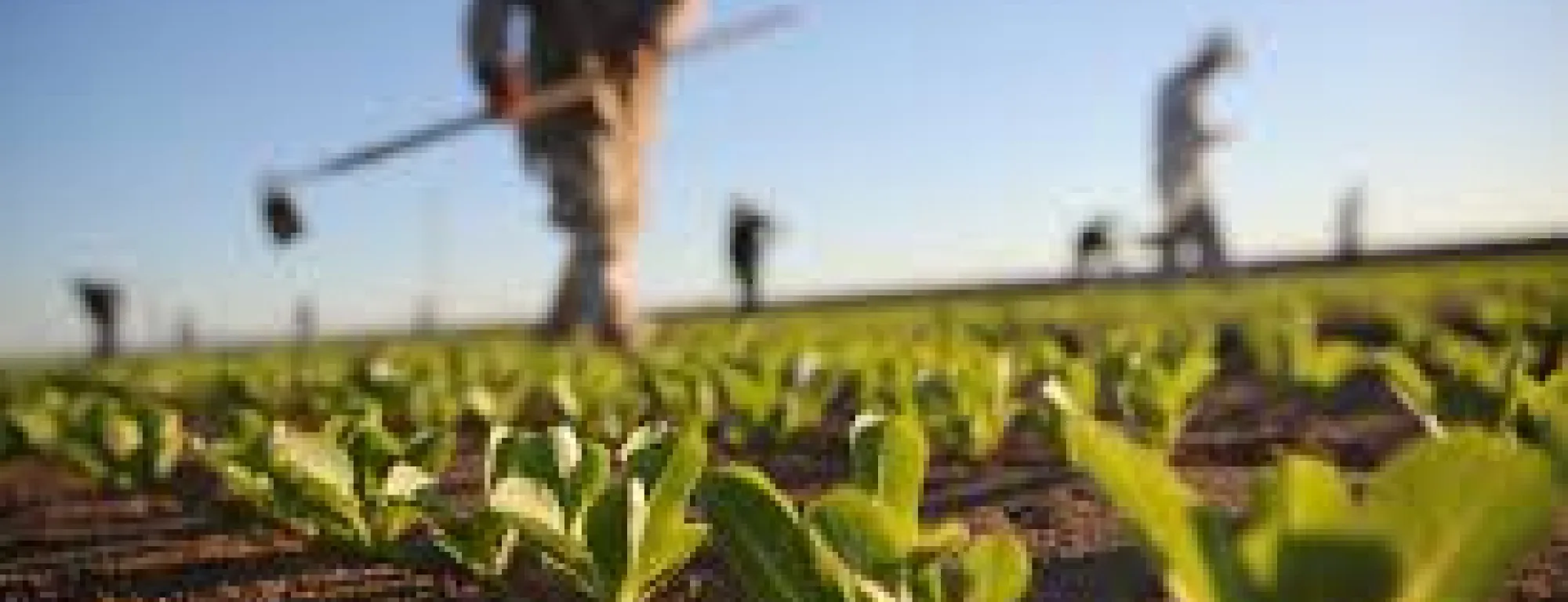 crops1