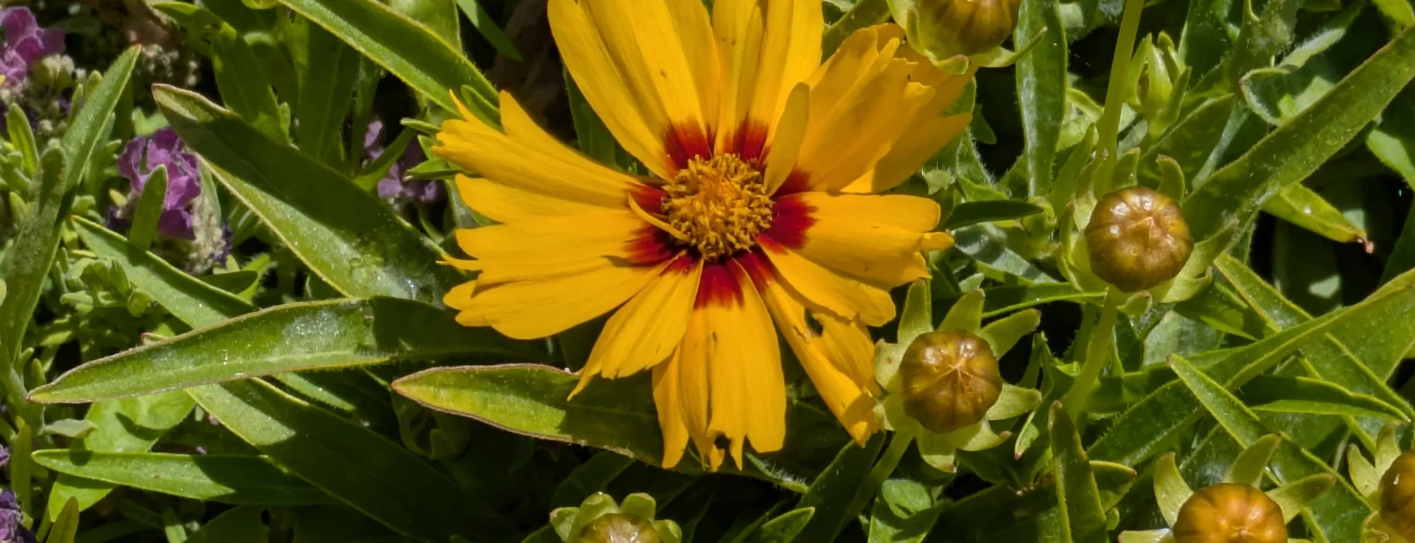 flowering Coreopsis