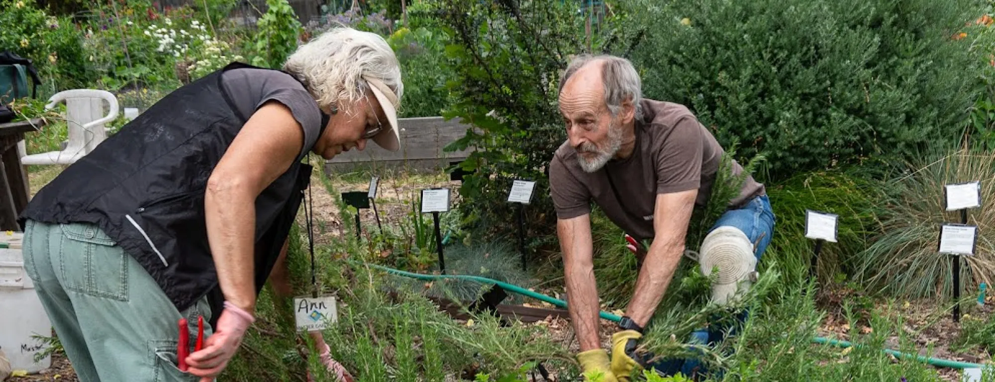 Two Master Gardeners working in the herb garden.