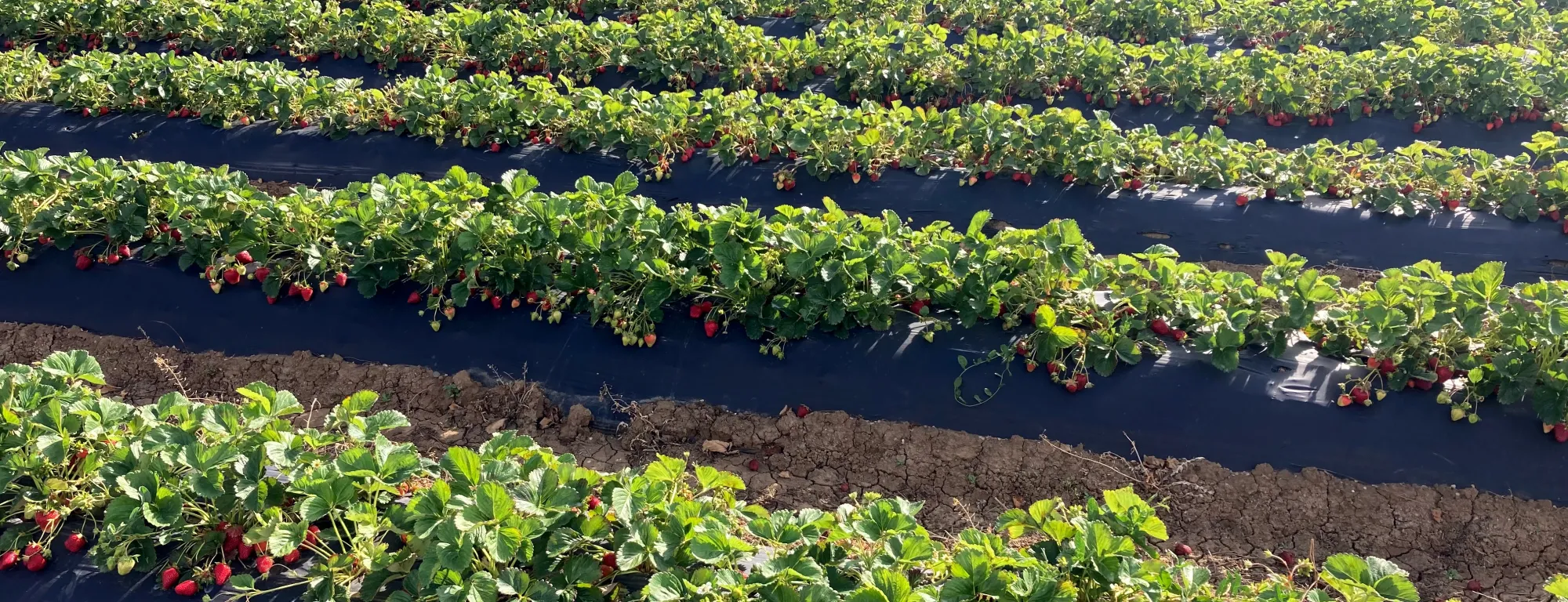 strawberry bed rows