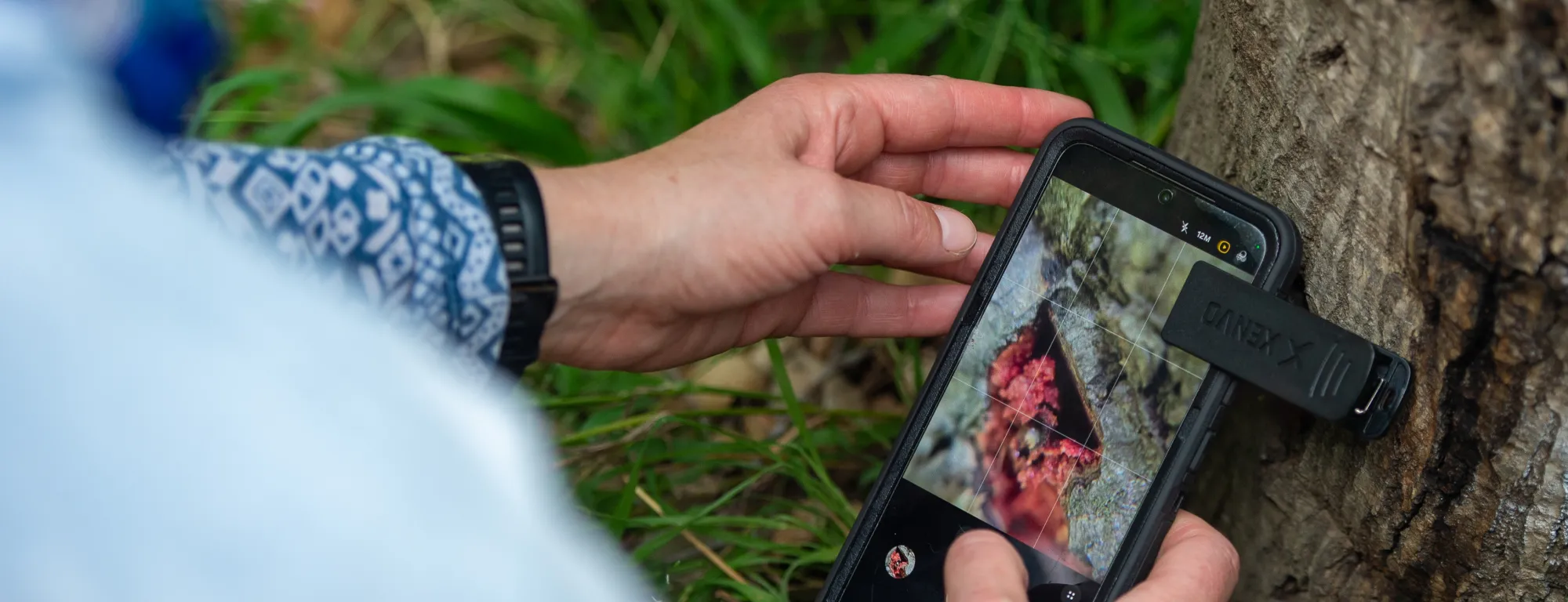 A person takes a photo of a tree damaged by GSOB