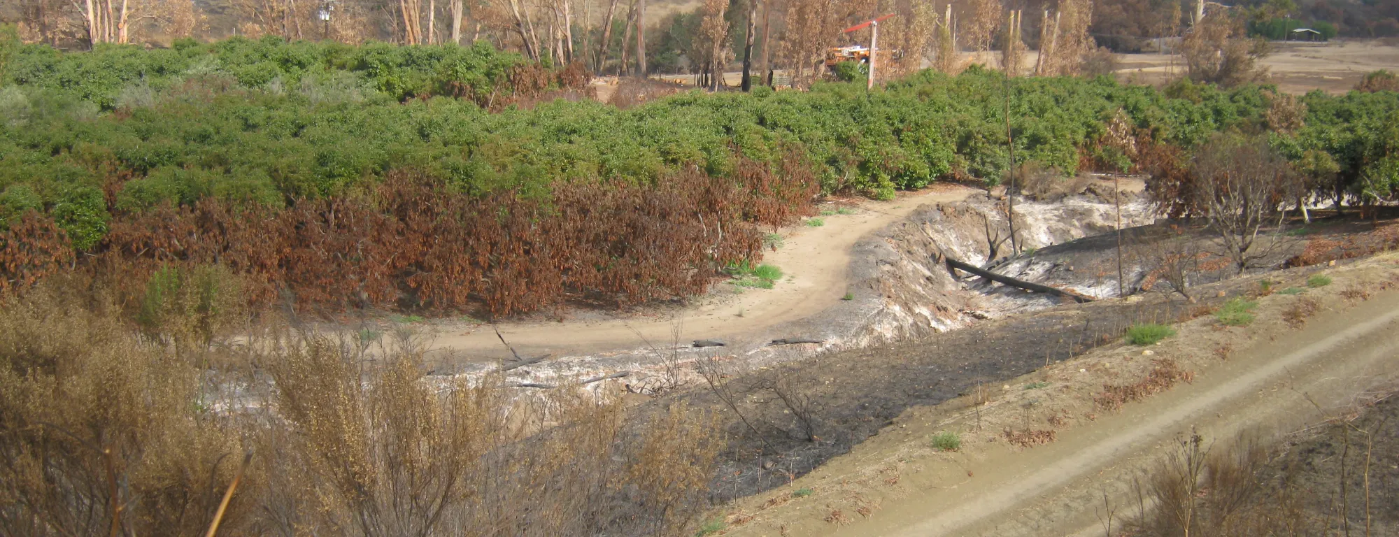 Brown avocado trees mark the edge of a burned orchard