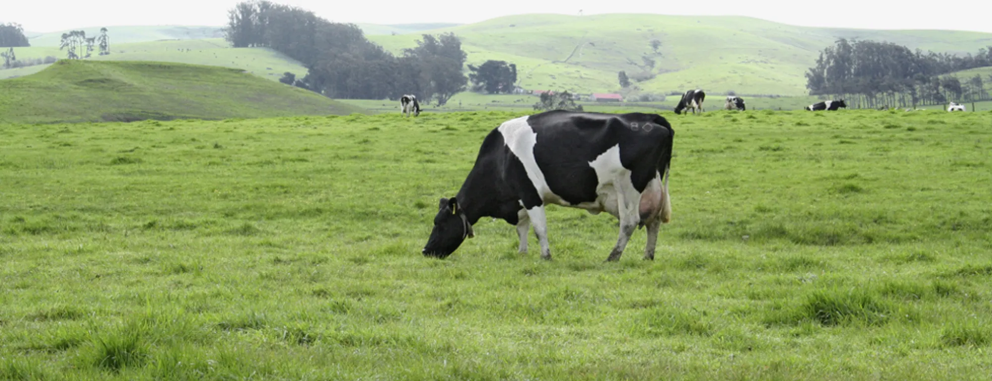 A black and white cow grazes in a green pasture