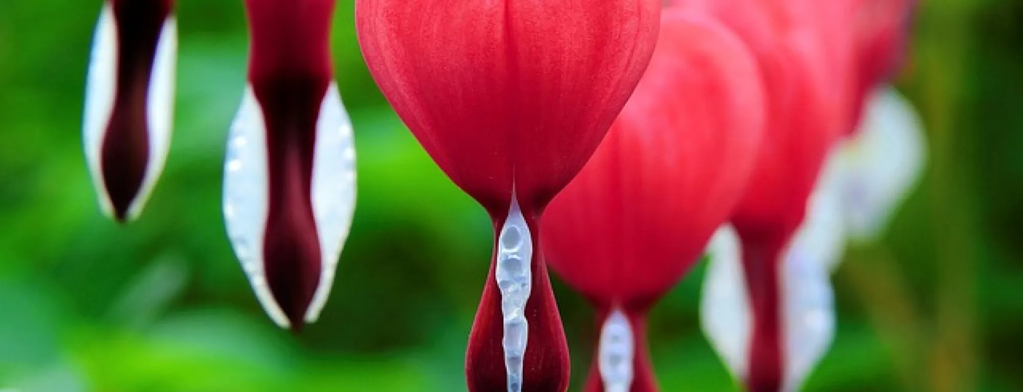 bleeding heart flowers on a green backgroun