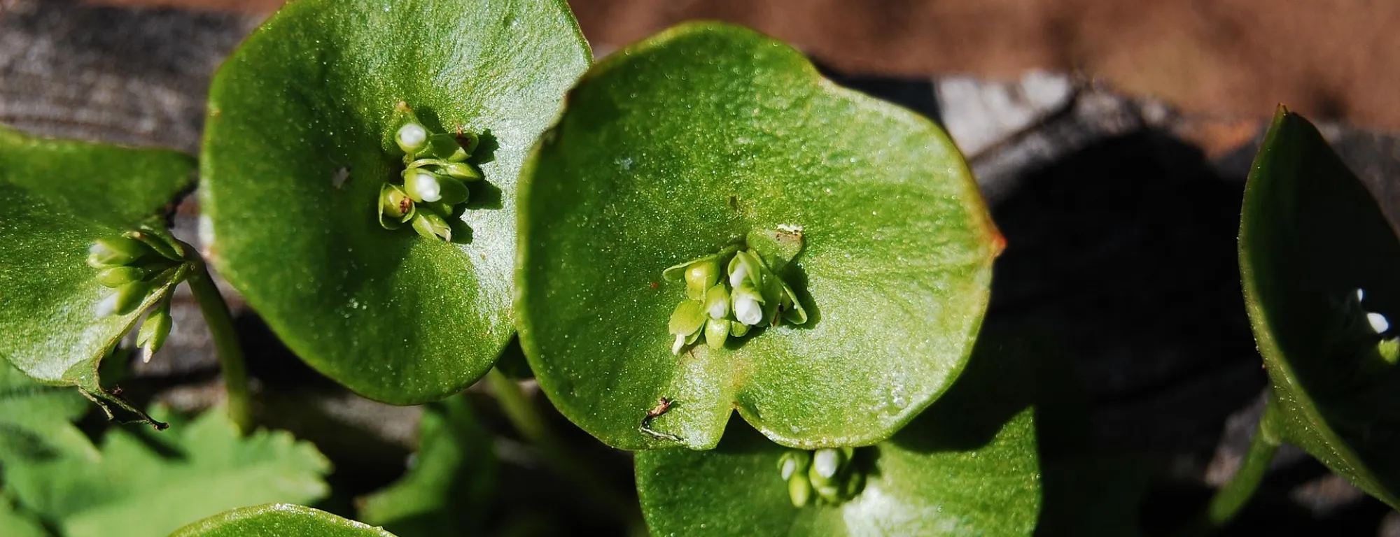 green plant (claytonia perfoliate) on a dirt background