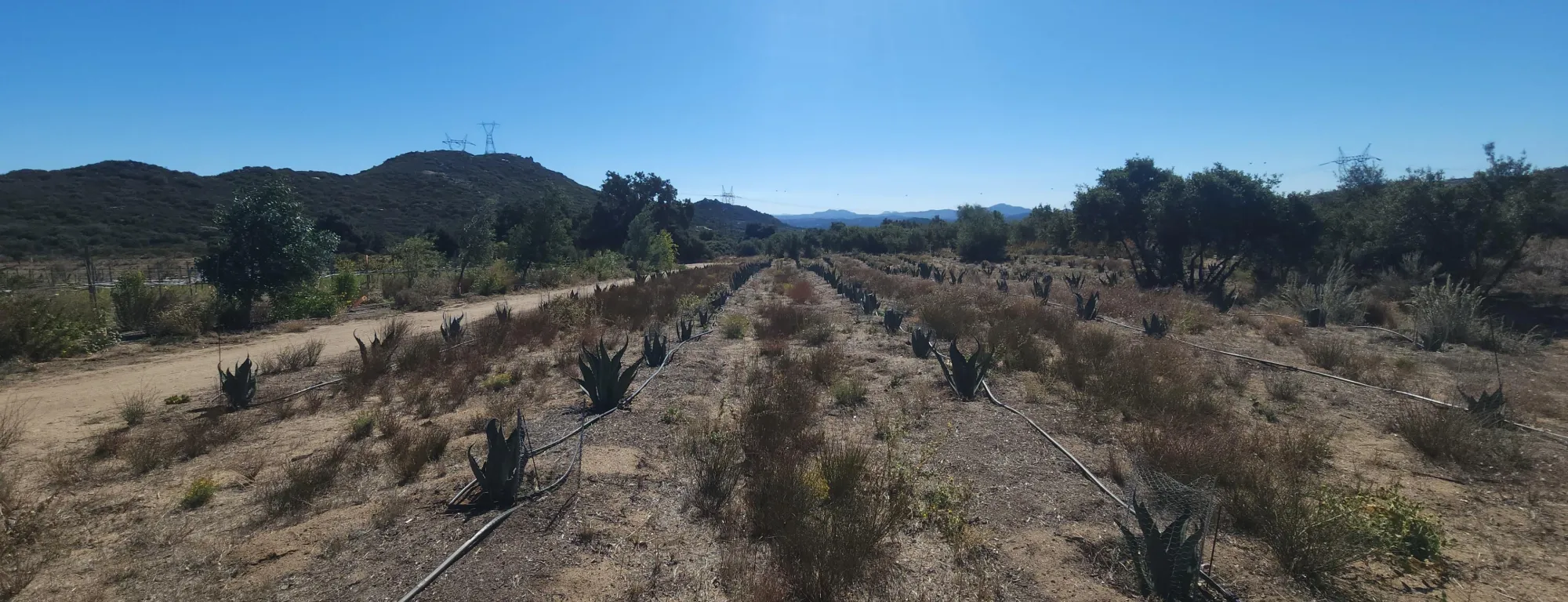 Agave + native cover crops