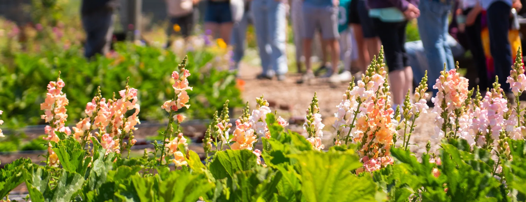 Flowers with people in the background.