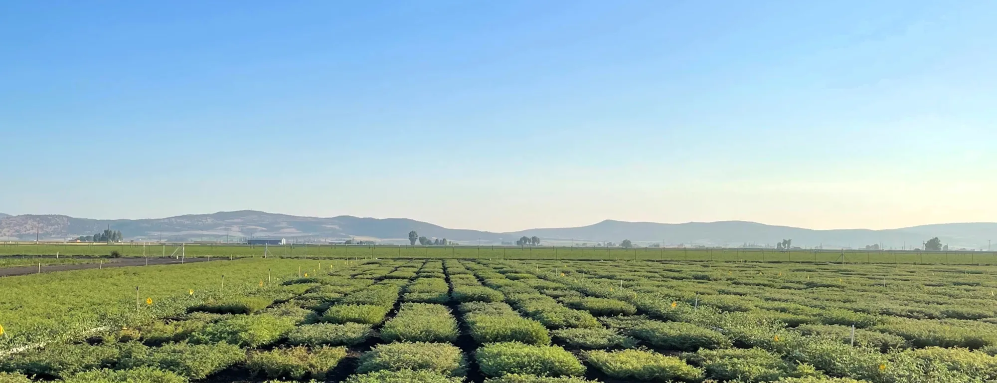 field of garbanzo bean plots