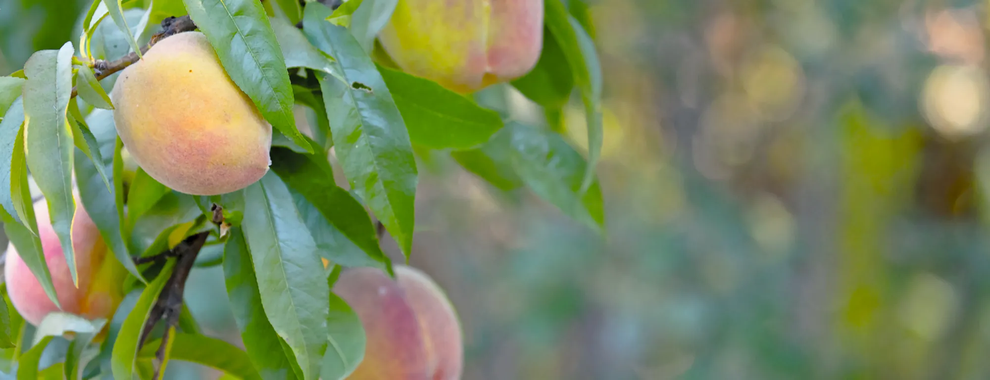 Peach trees in the orchard at the UC Davis Student Farm