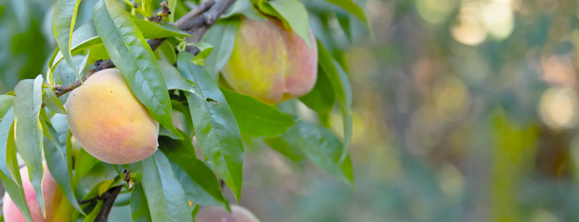 Peach trees in the orchard at the UC Davis Student Farm