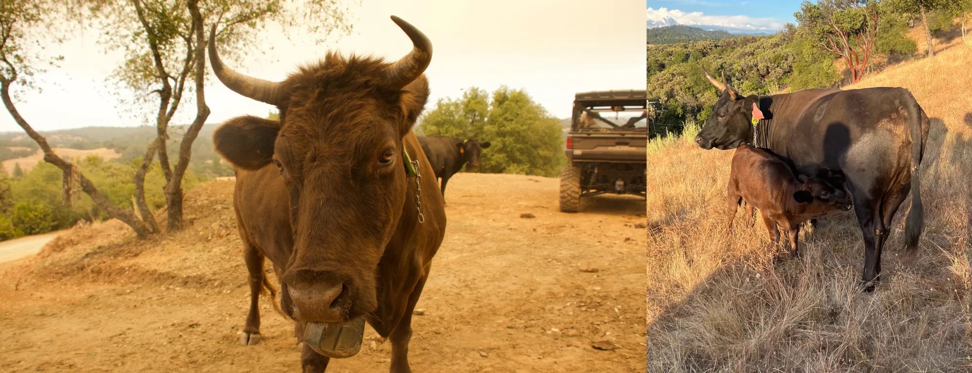 An auburn colored Dexter cow fitted with a VF collar. Smoke from the Gann Fire in Calaveras County cast an orange haze during the site visit, reinforcing why vegetation management remains an ongoing concern for Central Sierra landowners. A black horned Dexter cow fitted with a VF collar and nursing a calf stand on a grassy slope within the grazing area.