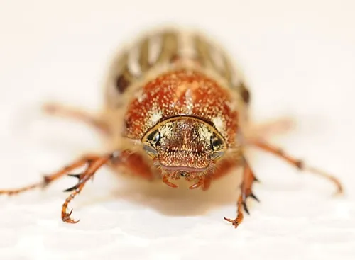 "Wanna make something of it?" Ten-lined June beetle. (Photo by Kathy Keatley Garvey)
