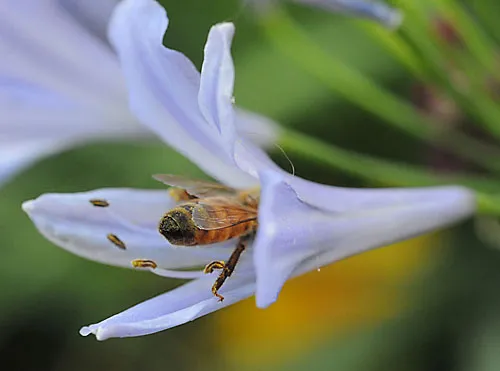 "C'mon in, the nectar's fine." (Photo by Kathy Keatley Garvey)