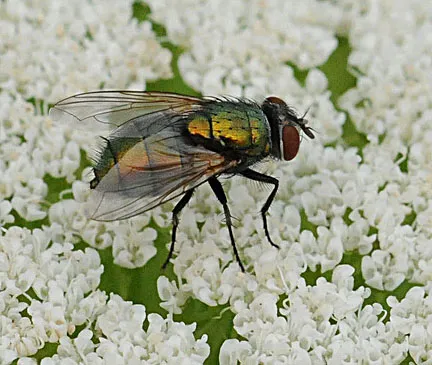 "Hey, I'm a pollinator, too!" (Photo by Kathy Keatley Garvey)