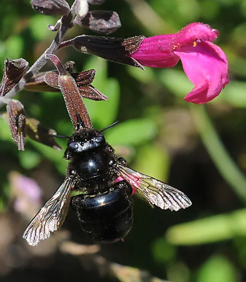 "Don't think of me as a pest, just think of me as a bee. I'm a carpenter bee and a pollinator, too." (Photo by Kathy Keatley Garvey)