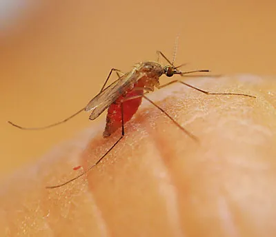 "I'm out for blood." Culex quinquefasciatus. (Photo by Kathy Keatley Garvey)