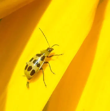 Spotted cucumber bee is a pest. (Photo by Kathy Keatley Garvey)