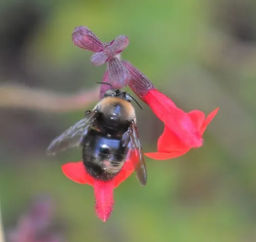 This male carpenter bee (Xylocopa tabaniformis orpifex Smith NB) visits salvia (sage). (Photo by Kathy Keatley Garvey)