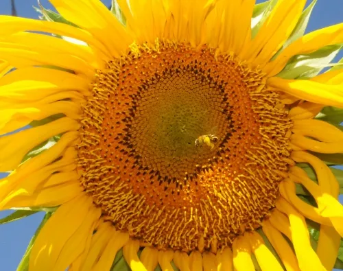 Svastra obliqua expurgata (Cockerell) leaves the flower. (Photo by Kathy Keatley Garvey)