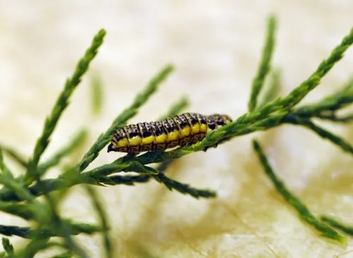 Larva of saltcedar beetle (Diorhabda elongata) crawls on host plant, saltcedar (Tamarix). D. elongata feeds on the foliage during both its adult and larval stages. (Photo by Kathy Keatley Garvey)