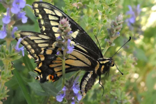 A side view of the Anise Swallowtail butterfly. (Photo by Kathy Keatley Garvey)