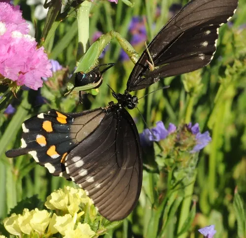 It was the last flutter for this pipevine swallowtail butterfly after a praying mantis snared it. (Photo by Kathy Keatley Garvey)