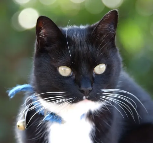 Xena the Warrior Princess is a feline entomologist. She specializes in butterflies and sphinx moths. (Photo by Kathy Keatley Garvey)