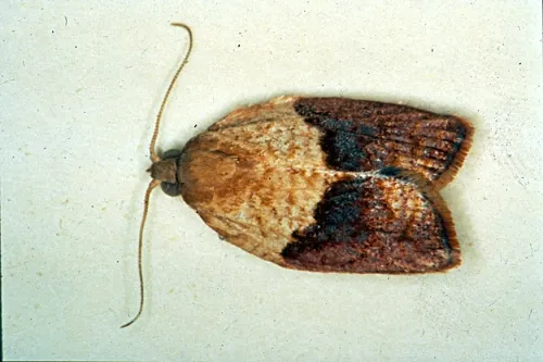 Light brown apple moth, male (Photo courtesy of David Williams, principal scientist, Perennial Horticulture, Department of Primary Industries, Victoria, Australia.)
