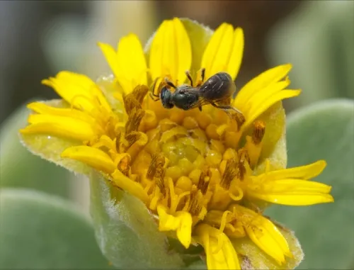 Fran Keller captured this photo of a halictid bee on Borrichia (seaside tansy). It's included in her Bahamas gallery on her Web site at www.tenebrionid.net.