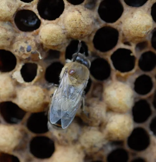 A female varroa mite on a drone (male bee). The mite is the reddish-brown parasite on the bee's thorax. (Photo by Kathy Keatley Garvey)