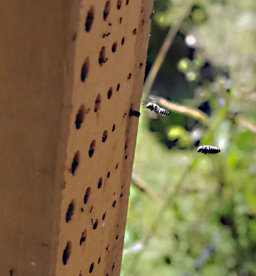 Leafcutter bees are just a few of the native bees that use a bee nesting block. The block faces the morning sun so that bees can warm themselves up to flight temperature. (Photo by Kathy Keatley Garvey)