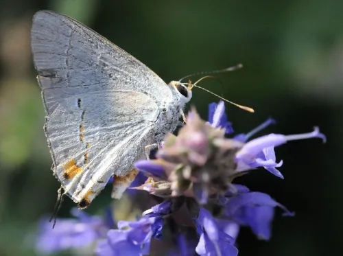 A male gray hairstreak butterfly (Strymon melinus) nectars on sage. (Photo by Kathy Keatley Garvey)