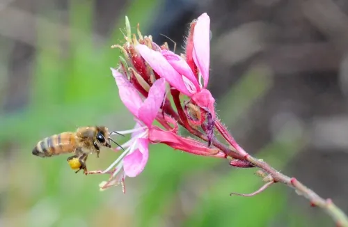 A pollen-packin' honey bee heads toward a gaura (Gaura linheimeri). (Photo by Kathy Keatley Garvey)