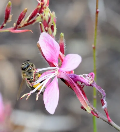 The honey bee gives her stamp of approval to the gaura, a perennial also known as "the bee blossom." (Photo by Kathy Keatley Garvey)