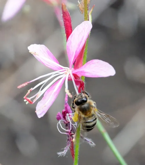 The honey bee seems to relish being under The Big Top. (Photo by Kathy Keatley Garvey)