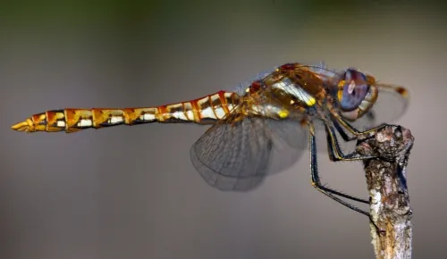 This spectacular dragonfly photo, taken by UC Davis entomology doctoral candidate Fran Keller, is a Sympetrum sp. that she took in her back yard on July 28, 2007, in North Davis. This is one of her favorite photos. "This picture," she says, "shows how incredibly delicate they are and their legs so slim and yet grasping on the edge of this twig they maintain balance. The eye color reminds me of a watercolor painting and the red on the abdomen is such a contrast to the yellow spots on the thorax."