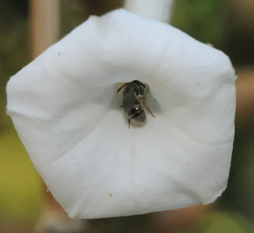 This is a Lasioglossum (Dialictus) sp. female, as identified by emeritus professor and native pollinator researcher Robbin Thorp of UC Davis. (Photo by Kathy Keatley Garvey)
