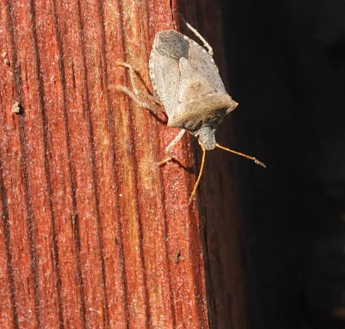 A Consperse stink bug (Euschistus conspersus) races down a post at the Harry H. Laidlaw Jr. Honey Bee Research Facility, UC Davis campus. Note its distinctive shield shape and its five-segmented antennae. (Photo by Kathy Keatley Garvey)