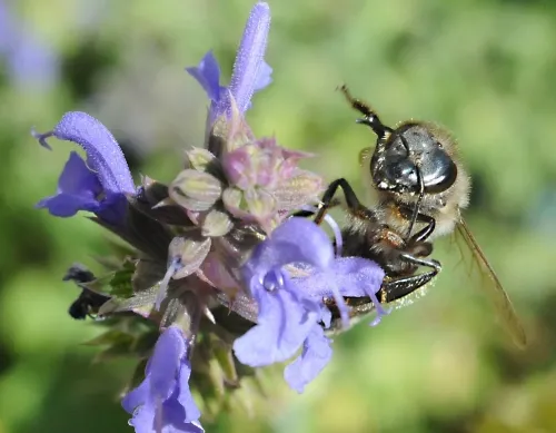 A honey bee on sage. Fossil evidence indicates that the very first insects inhabited this earth 400 million years ago. Honey bees existed at least by 7000 B.C., per a primitive drawing in a cave wall in eastern Spain. (Photo by Kathy Keatley Garvey)