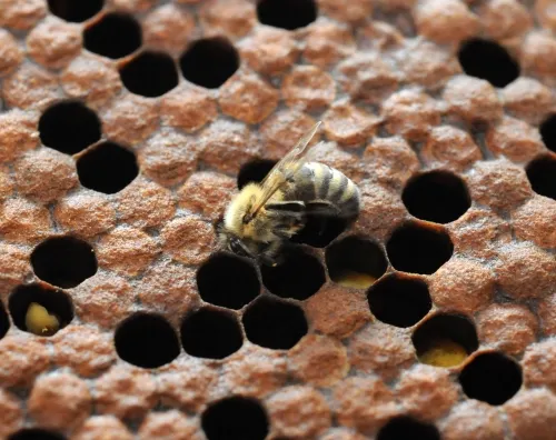 A newly emerged bee at the Harry H. Laidlaw Jr. Honey Bee Research Facility, UC Davis. During the busy season, a worker bee will live only four to six weeks.(Photo by Kathy Keatley Garvey)