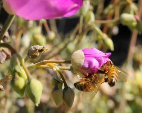 Two honey bees, packed with red pollen, share the same flower. (Photo by Kathy Keatley Garvey)