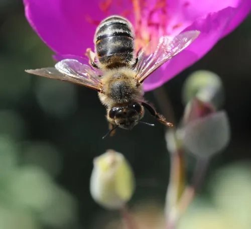 A honey bee exits the rock purslane flower and heads for another one. (Photo by Kathy Keatley Garvey)