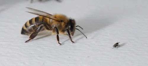 A honey bee checks out a minute black scavenger fly at the Harry H. Laidlaw Jr. Honey Bee Research Facility, UC Davis. (Photo by Kathy Keatley Garvey)