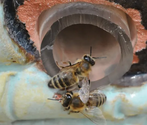 Honey bees head through the opening of the hive in the sign at the Harry H. Laidlaw Jr. Honey Bee Research Facility. (Photo by Kathy Keatley Garvey)