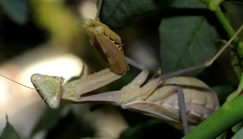 A praying mantis awaits prey. Note its forelegs with strong spikes for grabbing and grasping prey. (Photo by Kathy Keatley Garvey)