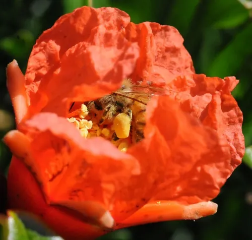 A pollen-packed honey bee curls up in a pomegranate blossom. (Photo by Kathy Keatley Garvey)