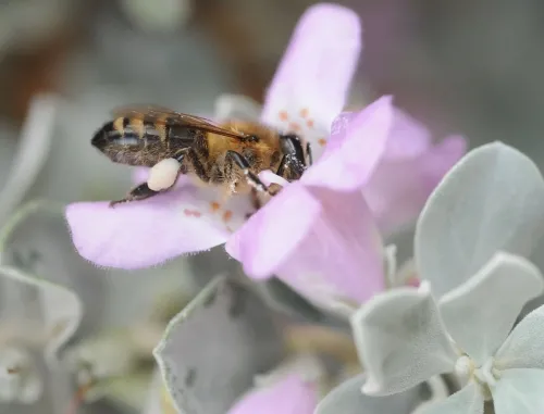 A pollen-packed honey bee dips her head in cenizo in the Storer Gardens, UC Davis Arboretum.(Photo by Kathy Keatley Garvey)