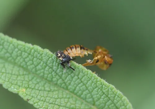 One more step toward becoming a mature ladybug. A pupa sheds its skin. (Photo by Kathy Keatley Garvey)