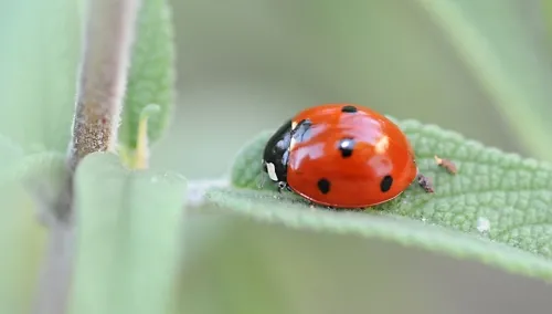 A mature ladybug on a Russian sage. (Photo by Kathy Keatley Garvey)